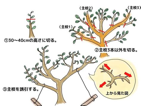 強榦弱枝